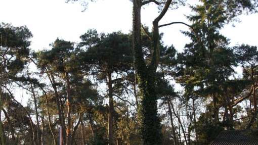 Bomen rooien Kessel